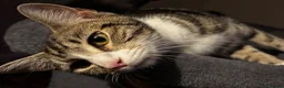 Domestic Shorthair cats for sale: Kittens for sale  in Harrogate - Advert 12