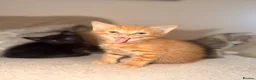 Domestic Shorthair cats for sale: 4 Beautiful  Kittens  - Advert 2