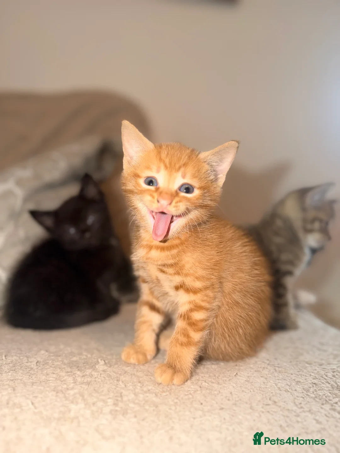 Domestic Shorthair cats for sale: 4 Beautiful  Kittens  - Advert 2