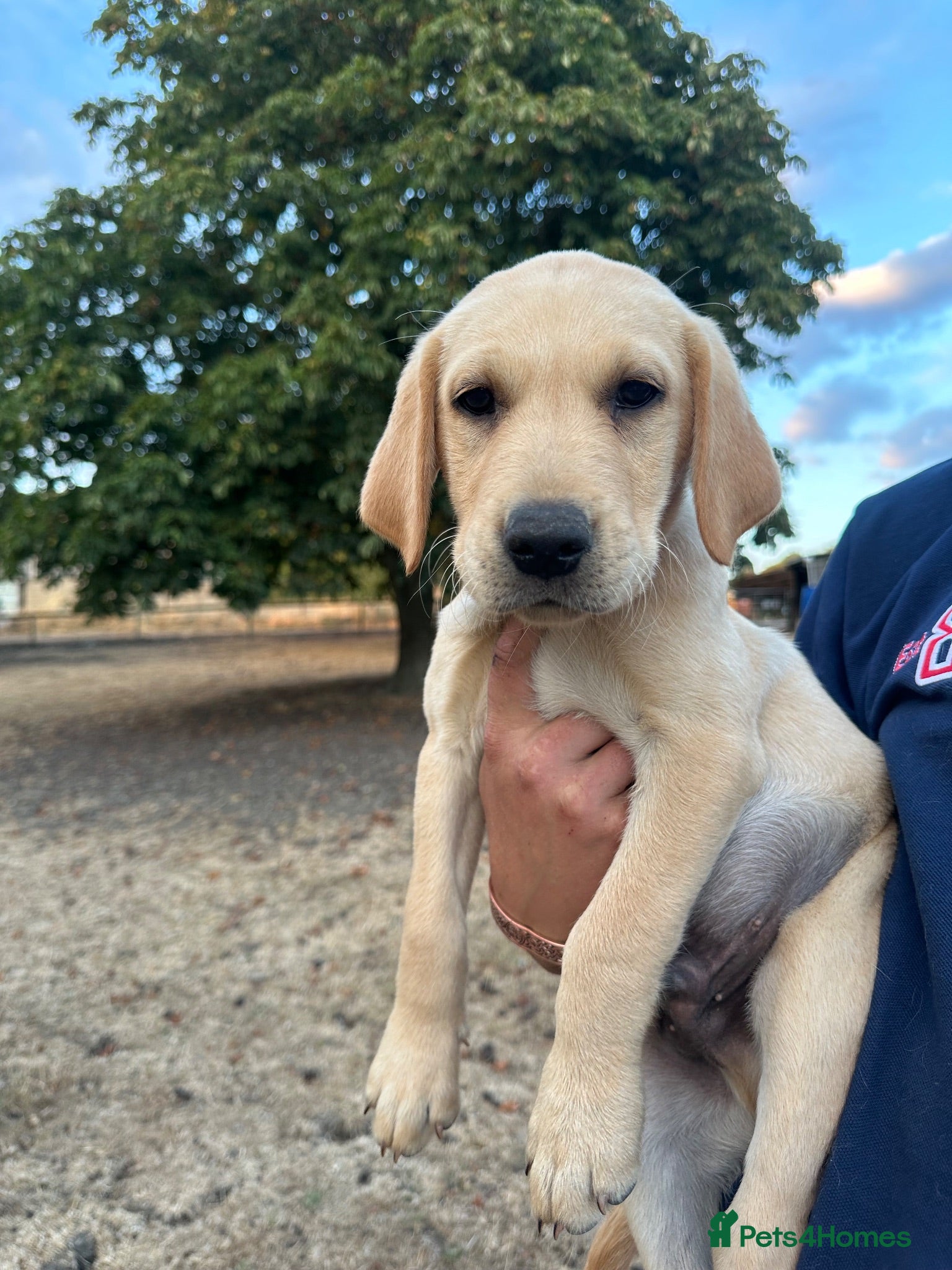 Labrador Retriever dogs KC registered, Yellow Labrador Retriever Puppies - Advert 2