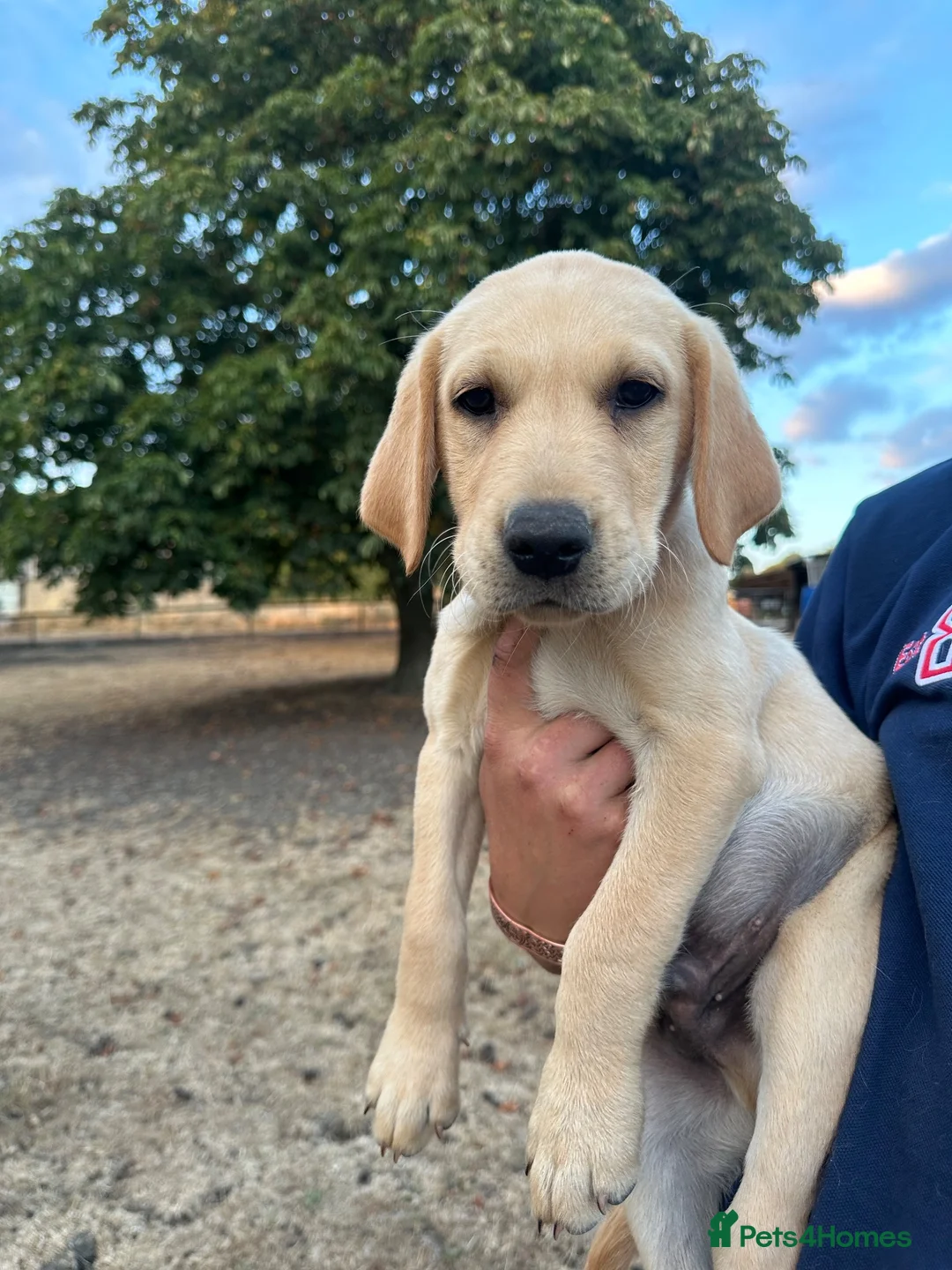 Labrador Retriever dogs for sale: KC registered, Yellow Labrador Retriever Puppies - Advert 2