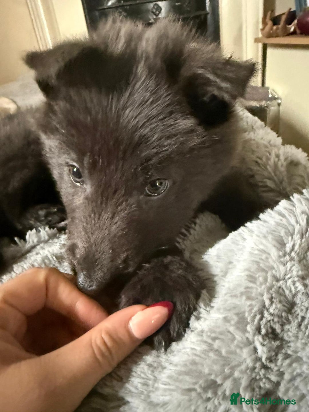 German Shepherd dogs for sale: 6 beautiful long haired German Shepards for sale! - Image 10