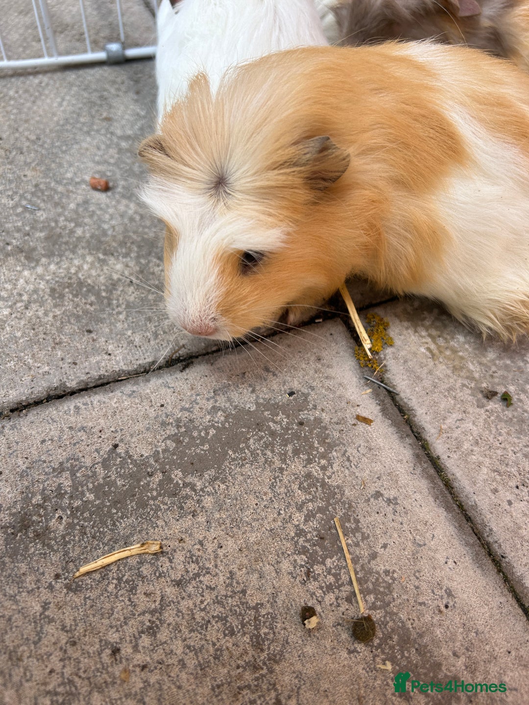 Guinea Pig rodents for sale: Guinea pigs for sale - Image 8
