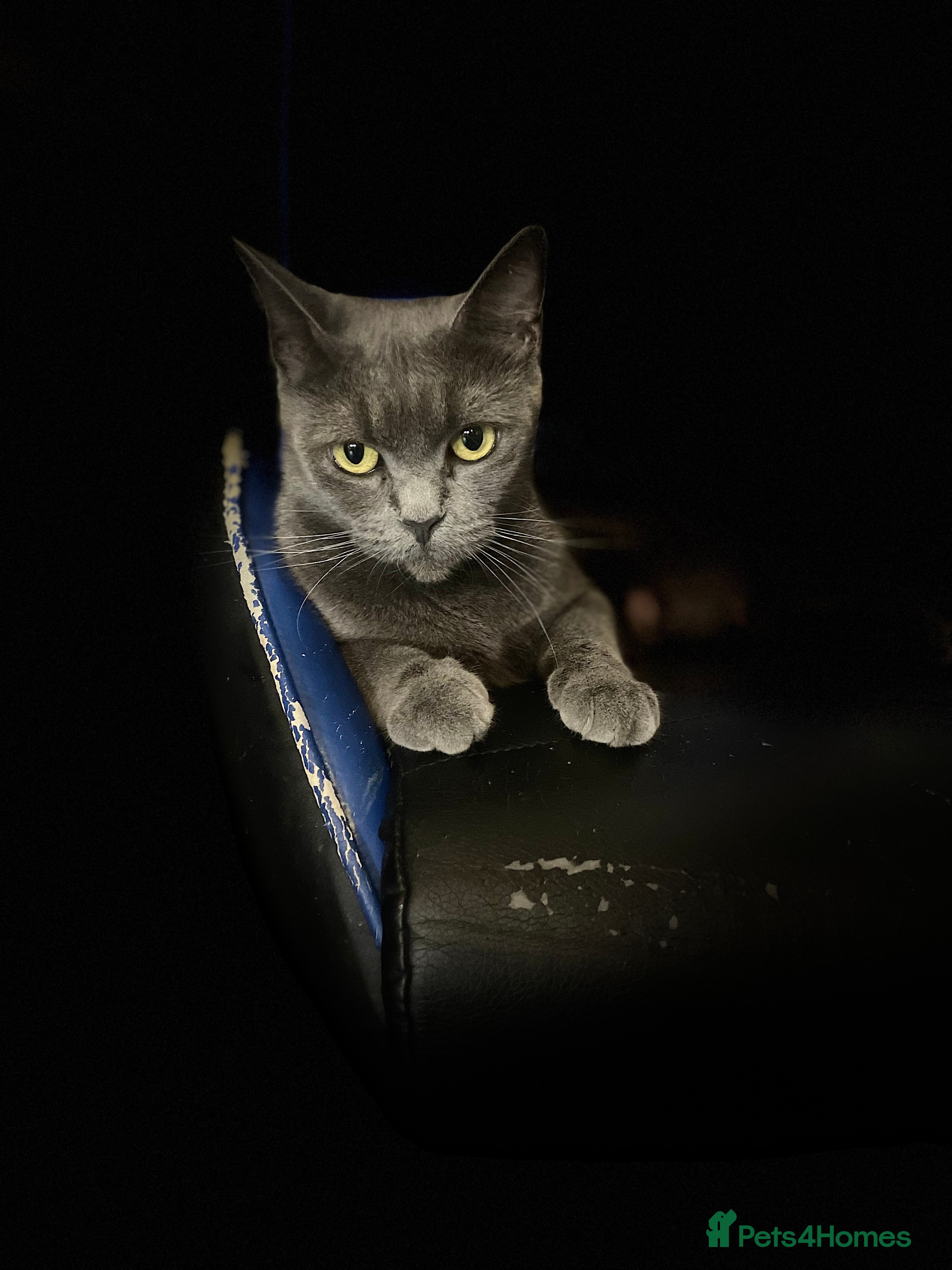 Mixed Breed cats Main Coon cross - Advert 1