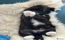 Poochon dogs for sale: Poochon puppies  - Image 40