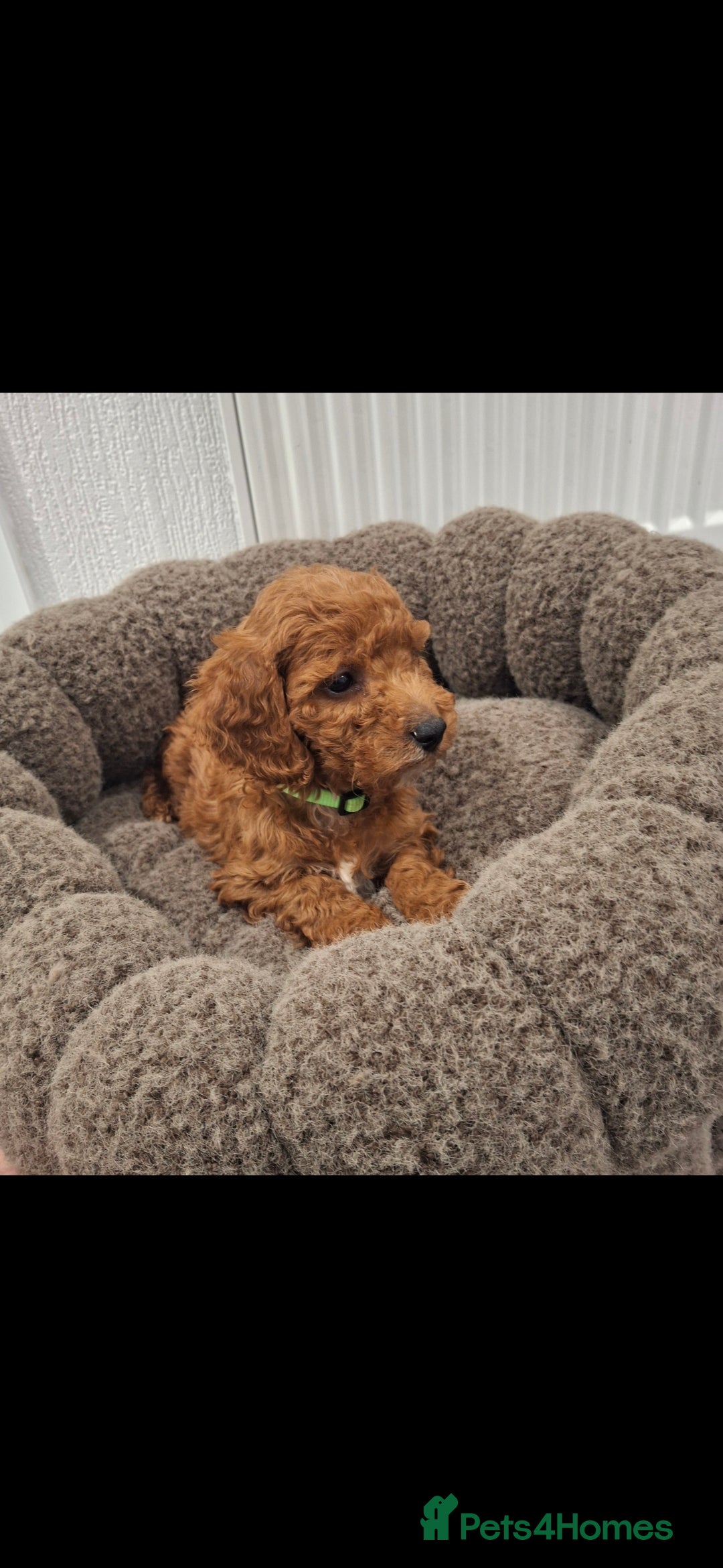 Cockapoo dogs RED F1 COCKAPOOS  - Advert 2