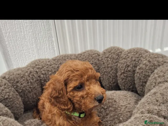 Cockapoo dogs for sale: RED F1 COCKAPOOS - Advert 2