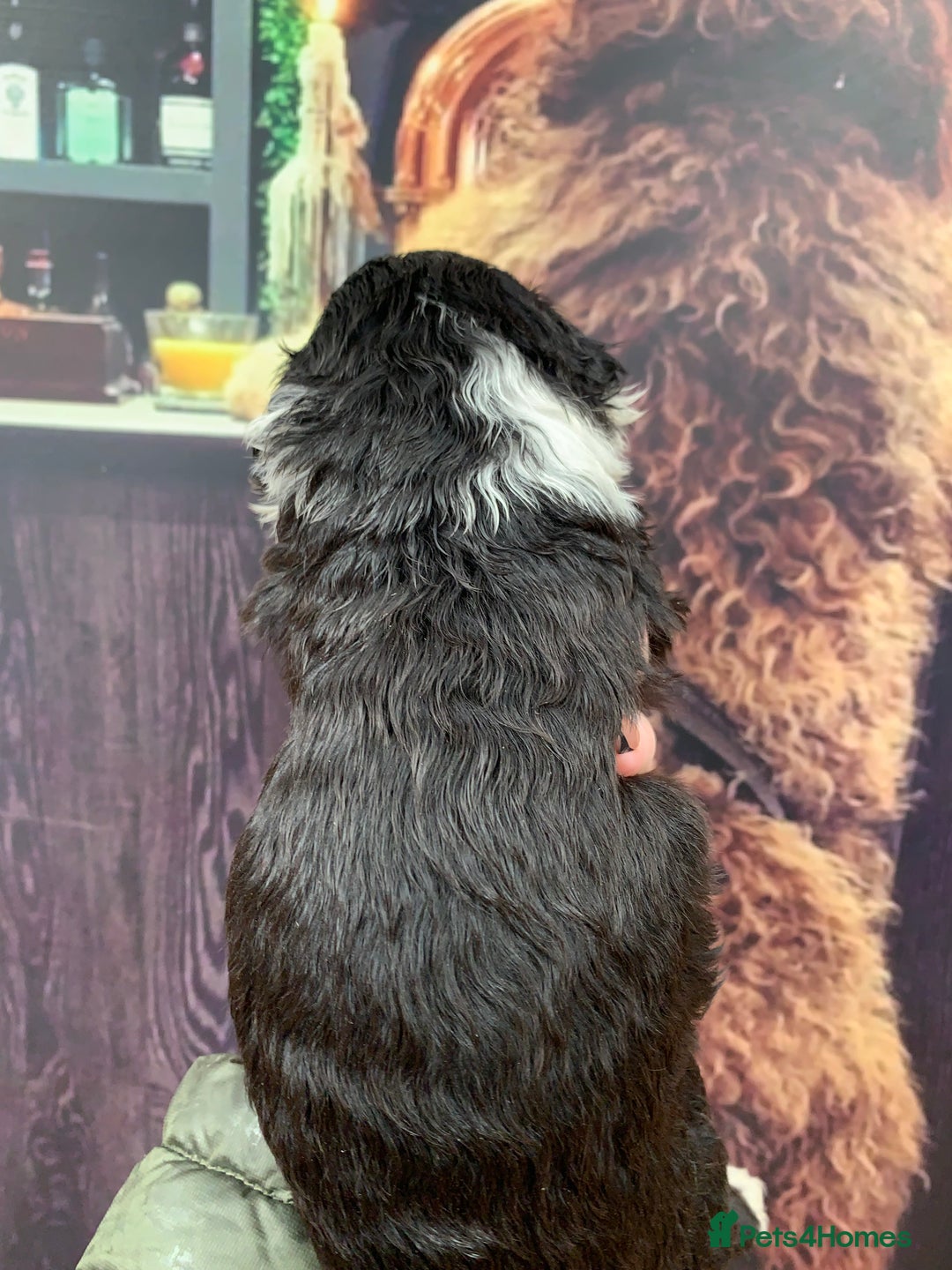 Sheepadoodle dogs for sale: Medium Sheepadoodle Puppies Available  - Image 6