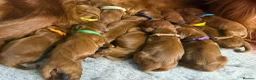 Irish Setter dogs for sale: Gorgeous Irish Setter Pups - Boys available KC - Advert 3