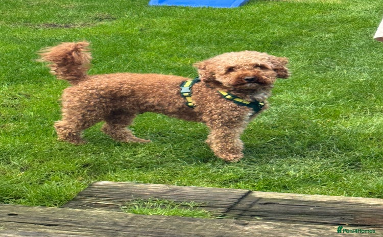 Cockapoo dogs - Advert 1