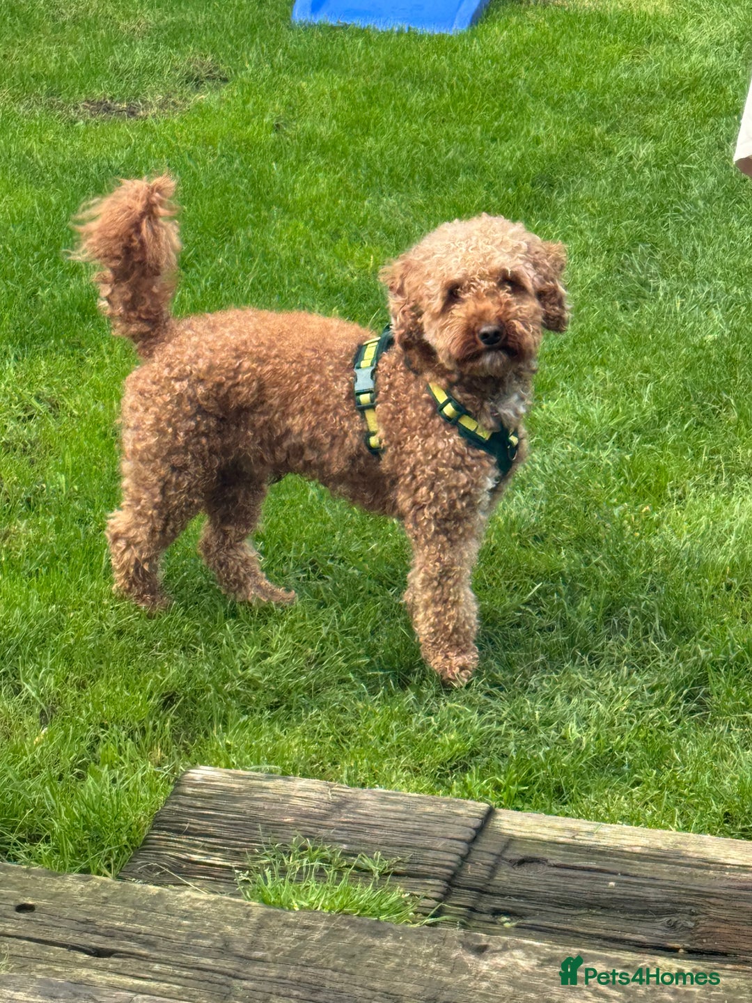 Cockapoo dogs for sale: Loving home wanted  - Image 1