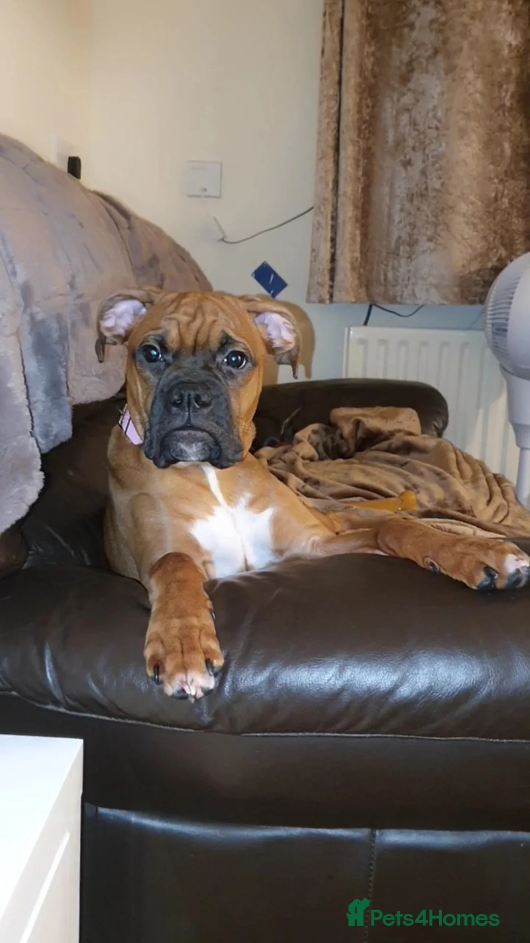 Boxer dogs for sale: Boxer  - Advert 1