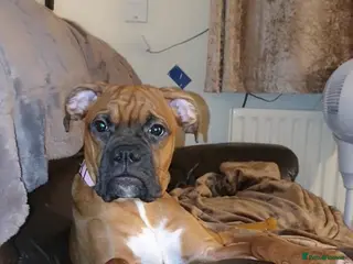 Boxer dogs Boxer - Advert 1