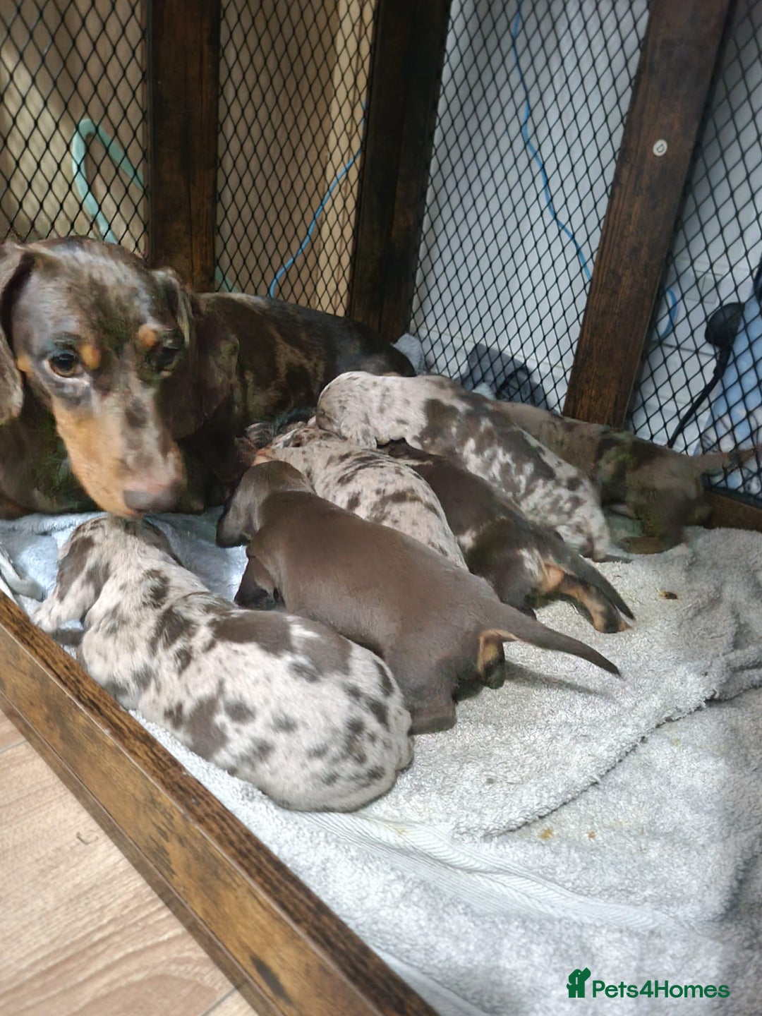 Miniature Dachshund dogs for sale: For Sale Adorable Miniature Dachshund puppies - Advert 2