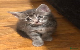 American Shorthair cats for sale: Beautiful kittens for sale - Image 8
