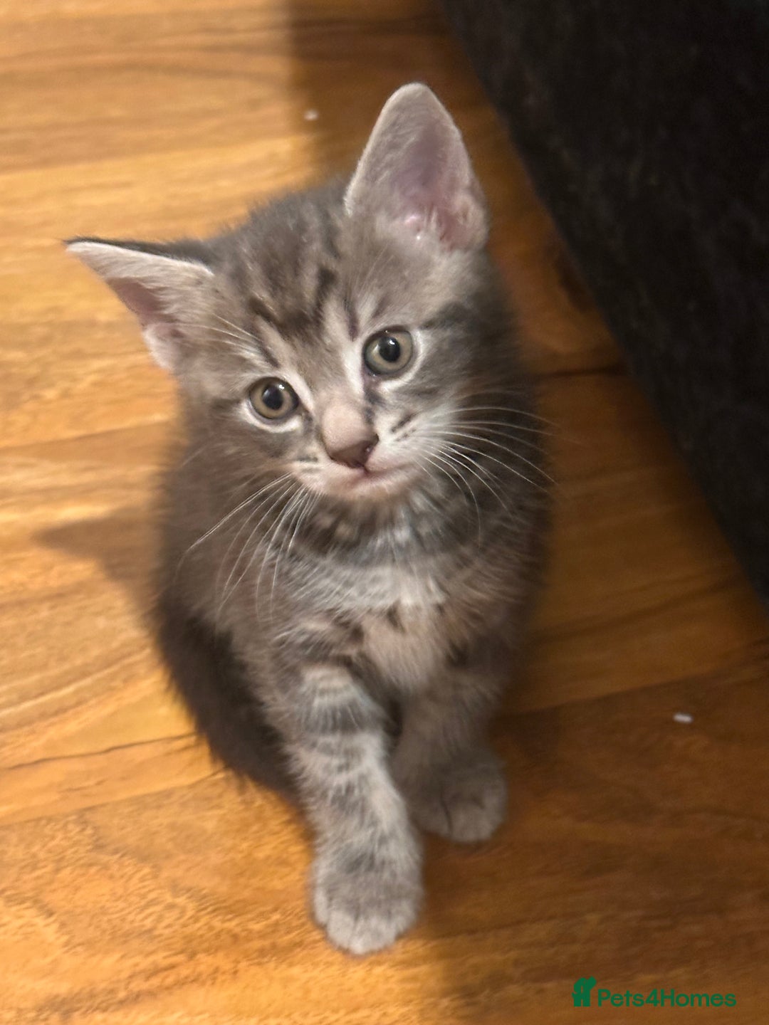 American Shorthair cats for sale: Beautiful kittens for sale - Image 8