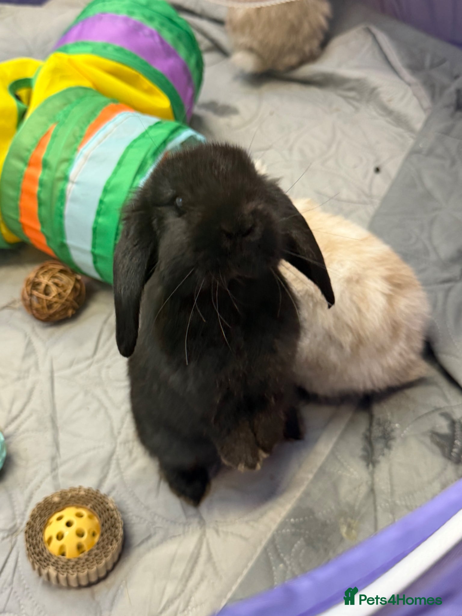 Mini Lop rabbits Gorgeous Lop Buck Rabbit Ready to leave 9.06.26 - Advert 18