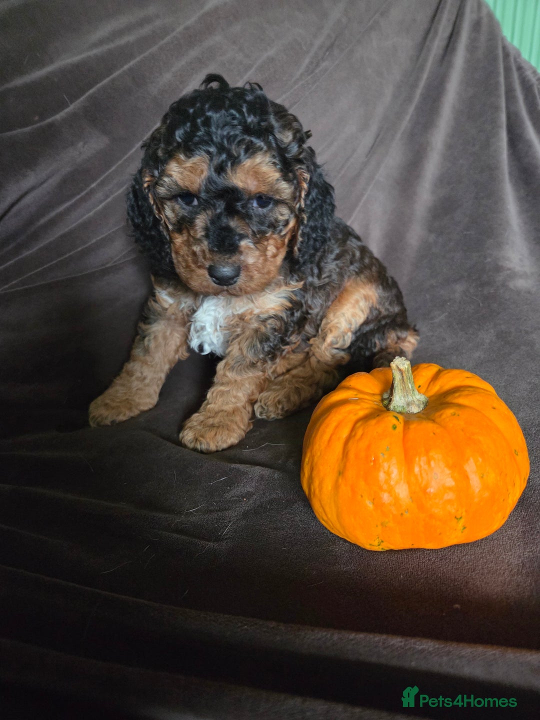 Cockapoo dogs for sale:  Show Quality F2b Cockapoo Pups        - Advert 9