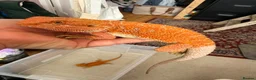 Bearded Dragon reptiles for sale: Last stunning bearded dragon - ready to leave!  - Advert 2