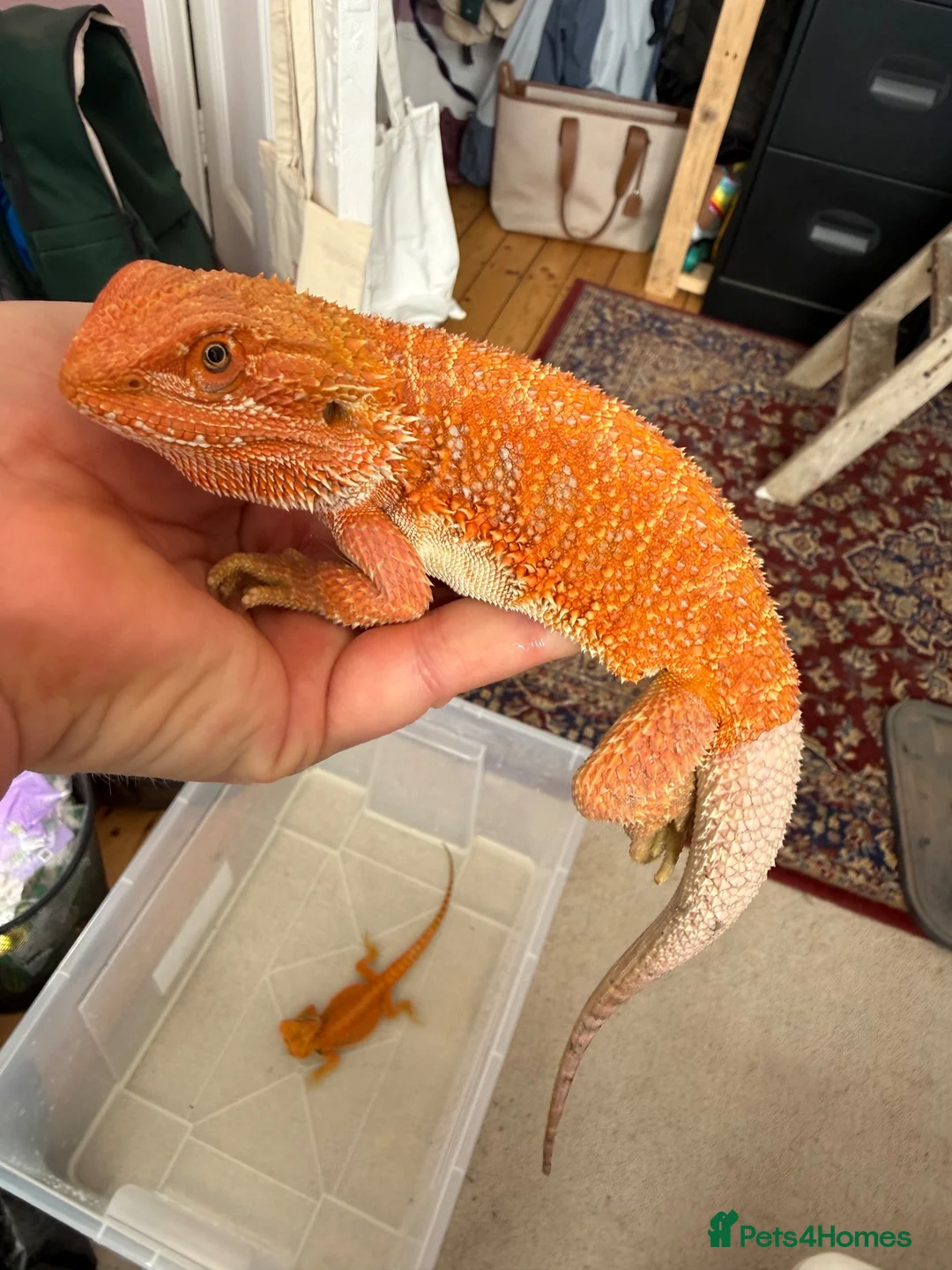 Bearded Dragon reptiles for sale: Last stunning bearded dragon - ready to leave!  - Advert 2