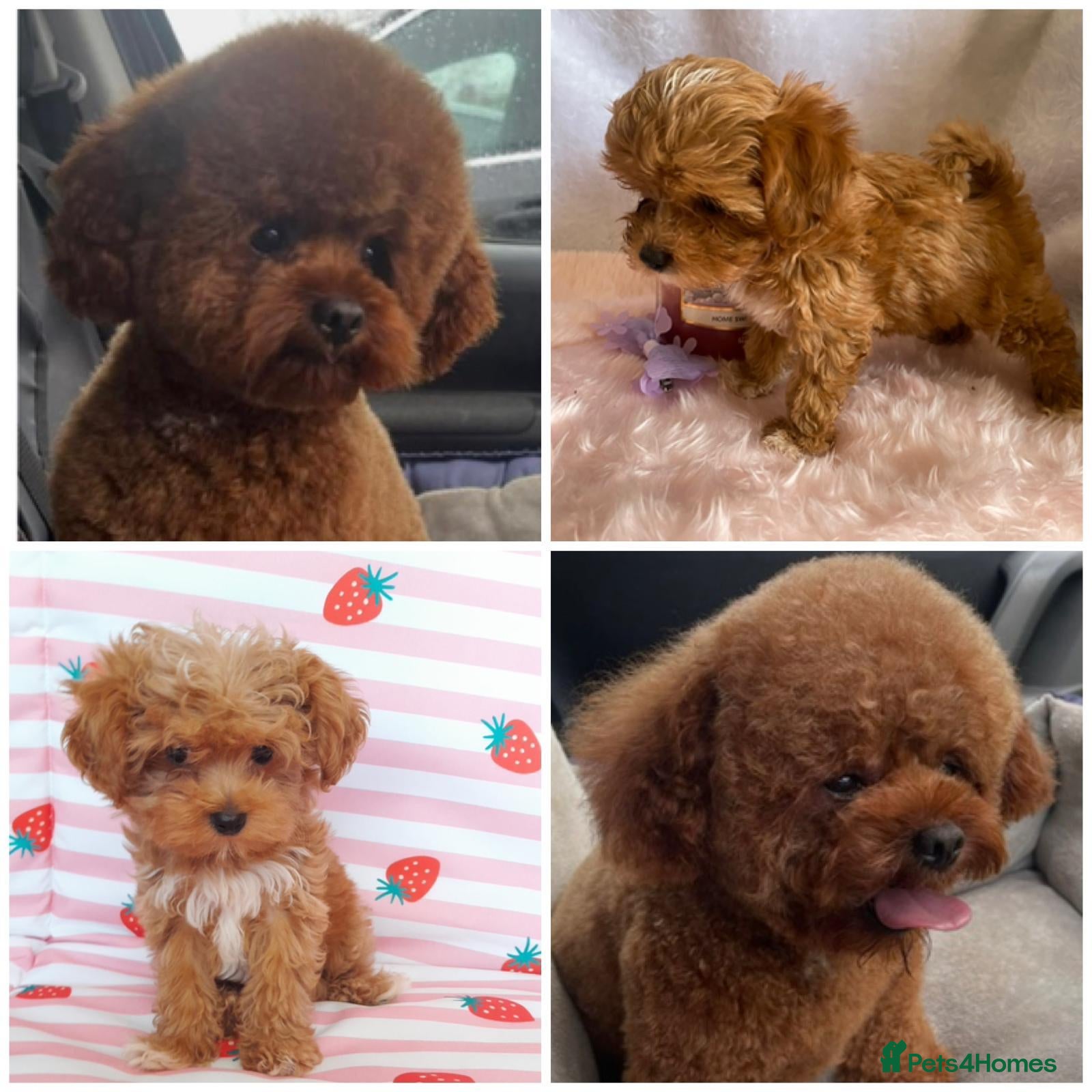 Maltipoo dogs Extensively DNA tested Asian maltipoo puppies  - Advert 13