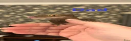 Gecko reptiles for sale: 3x baby Crested Geckos - Harlequin/Dalmatian - Advert 7