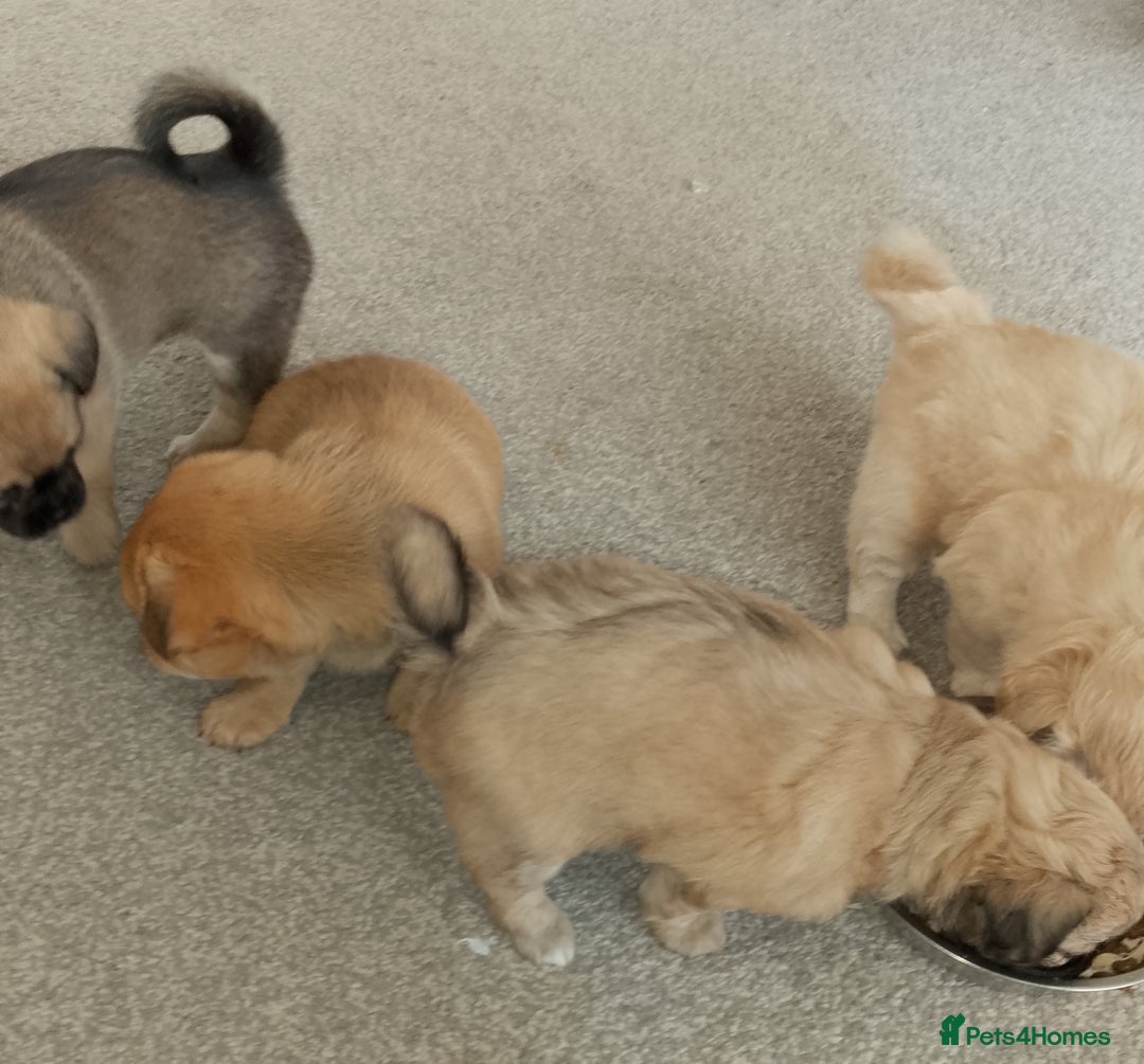 Maltipoo dogs for sale: Maltipoo - Image 8