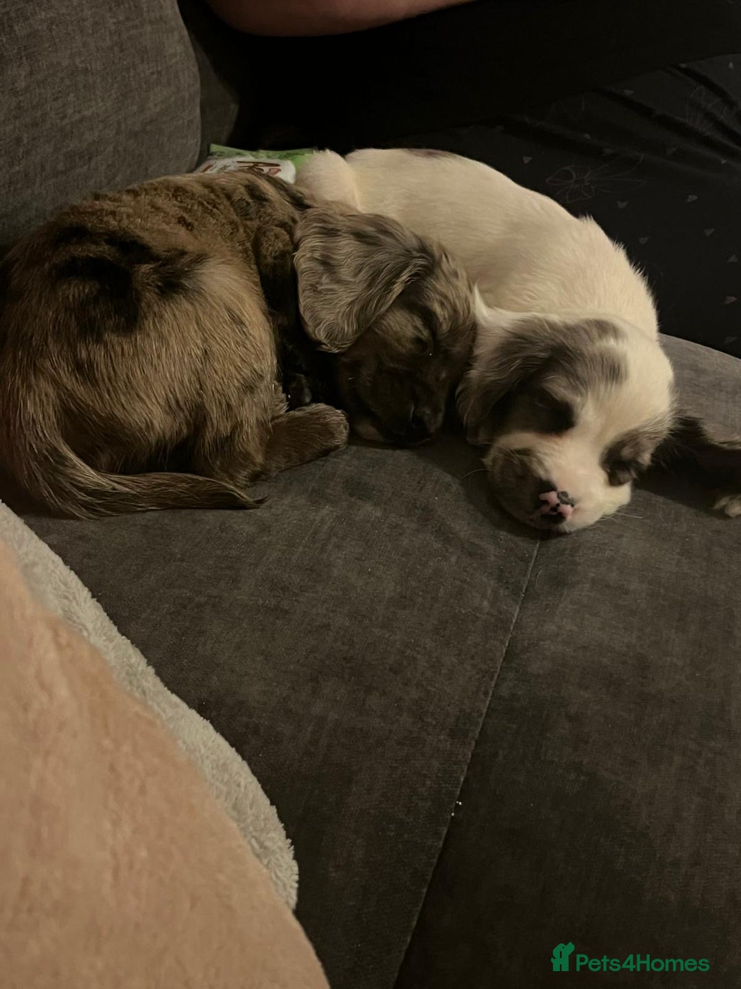 Cocker Spaniel dogs for sale: 2 Male Merle Cocker Spaniels - Image 8