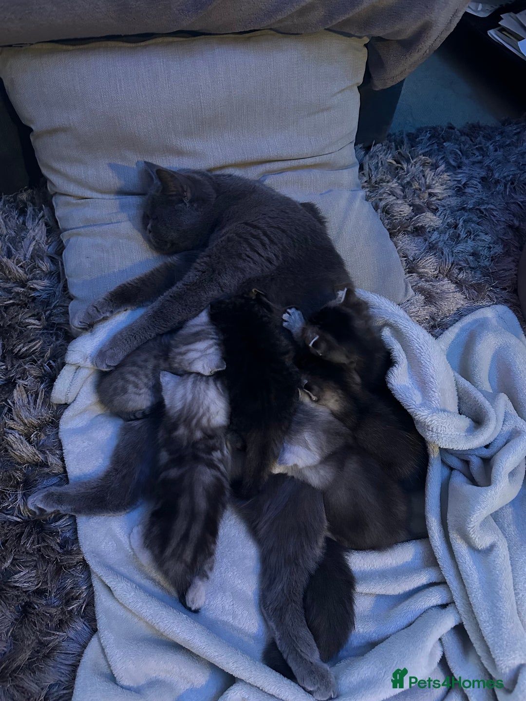 British Shorthair cats for sale: British Short Hair  - Advert 1