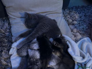 British Shorthair cats British Short Hair - Advert 3