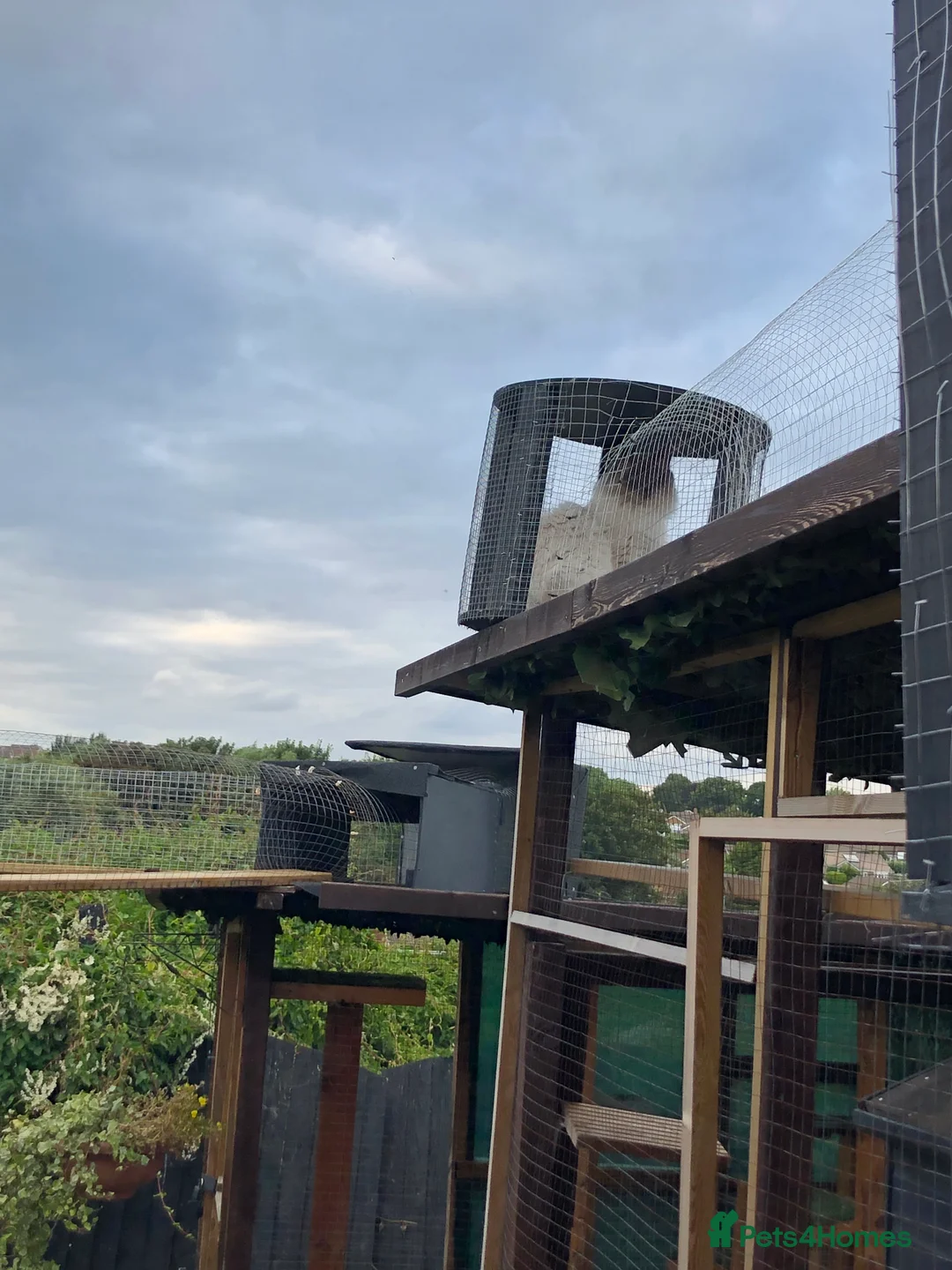 Ragdoll cats for stud: Stud Gccf Active duel Tica blue point  in Grantham - Advert 3