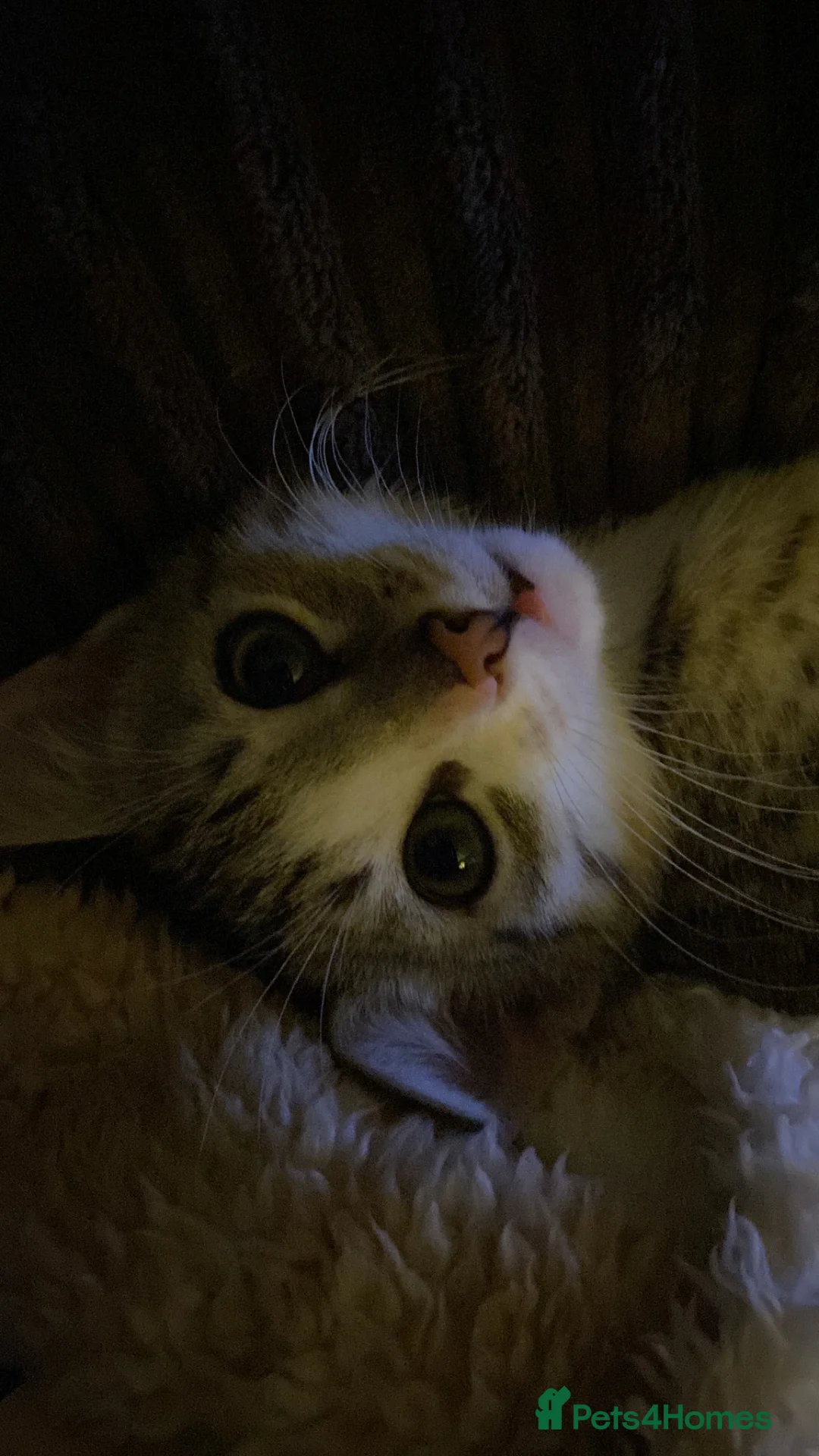 Bengal cats for sale: Beautiful male bengal kitten - Advert 4