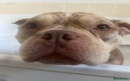 English Bulldog dogs for sale: Pocket bully girl - Image 5