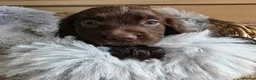 Cocker Spaniel dogs for sale: Working Type Cocker Spaniels - Advert 30