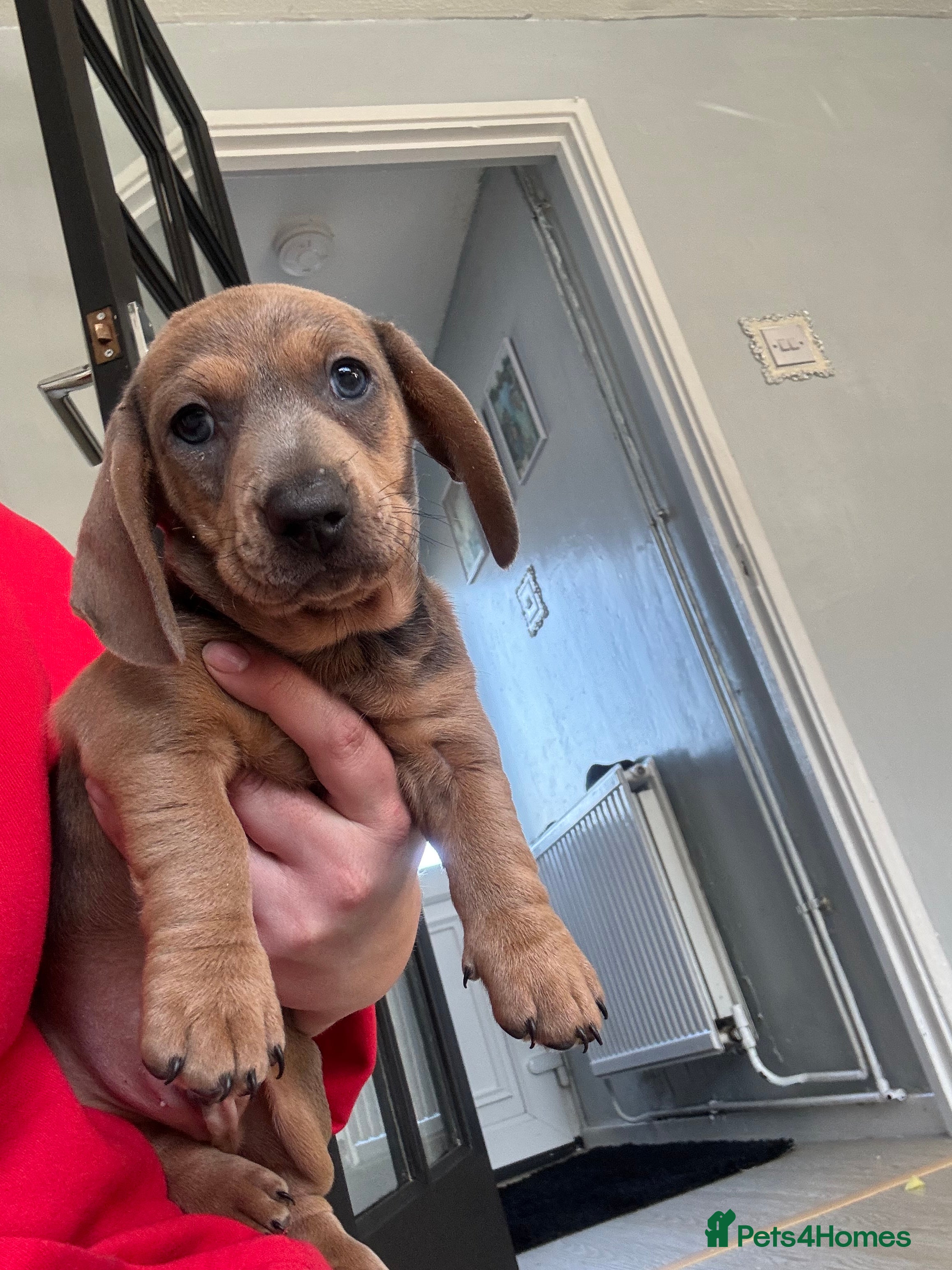 Dachshund dogs 1 beautiful Dacshund puppy left  boys  - Advert 10