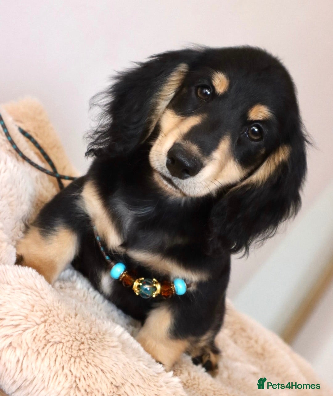 Miniature Dachshund dogs LONGHAIRED MINIATURE DACHSHUNDS  - Advert 2