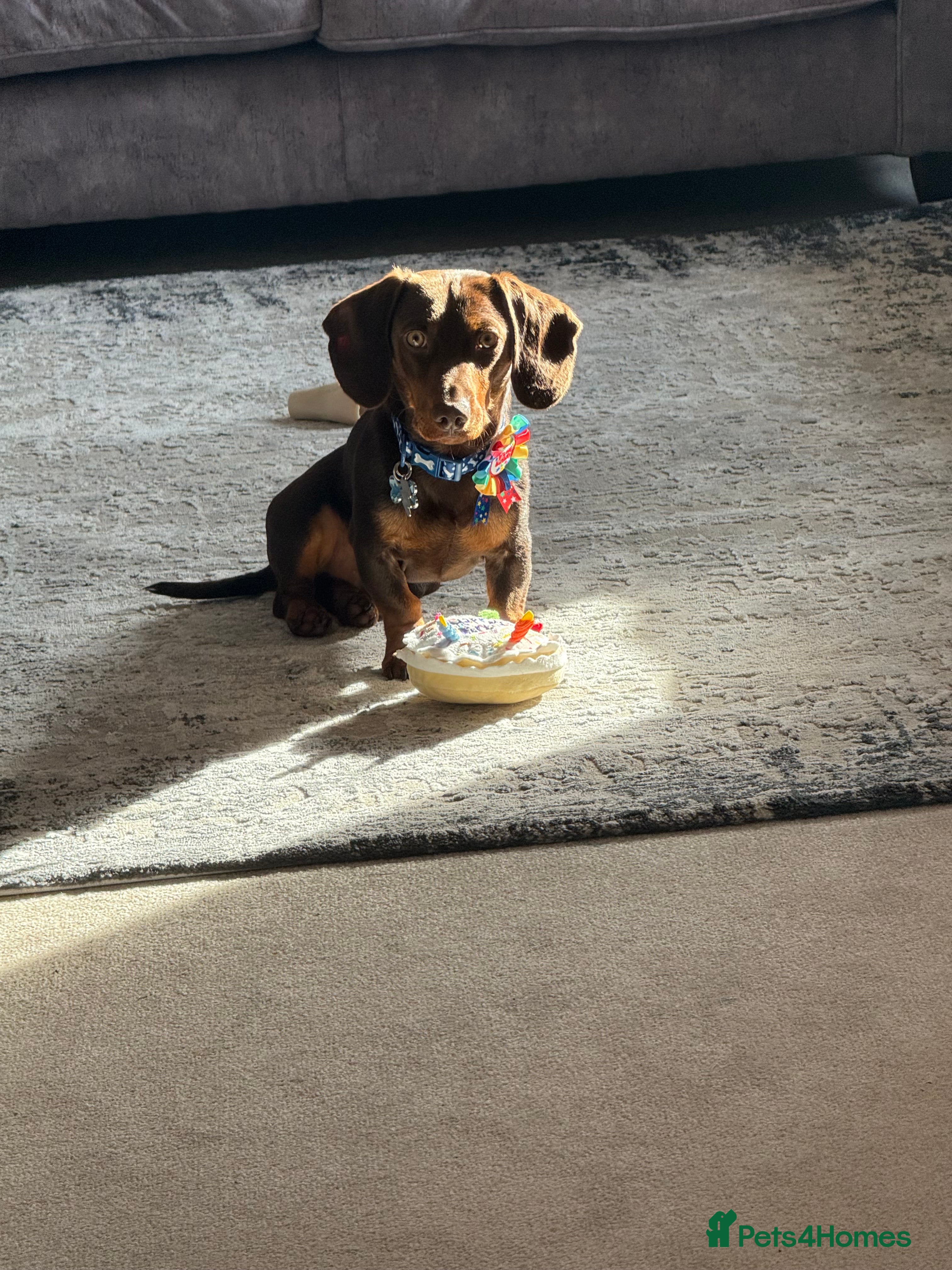 Miniature Dachshund dogs Male Miniature Dachshund  - Advert 15