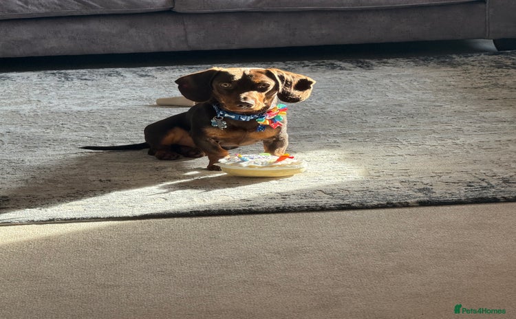 Miniature Dachshund dogs - Advert 16