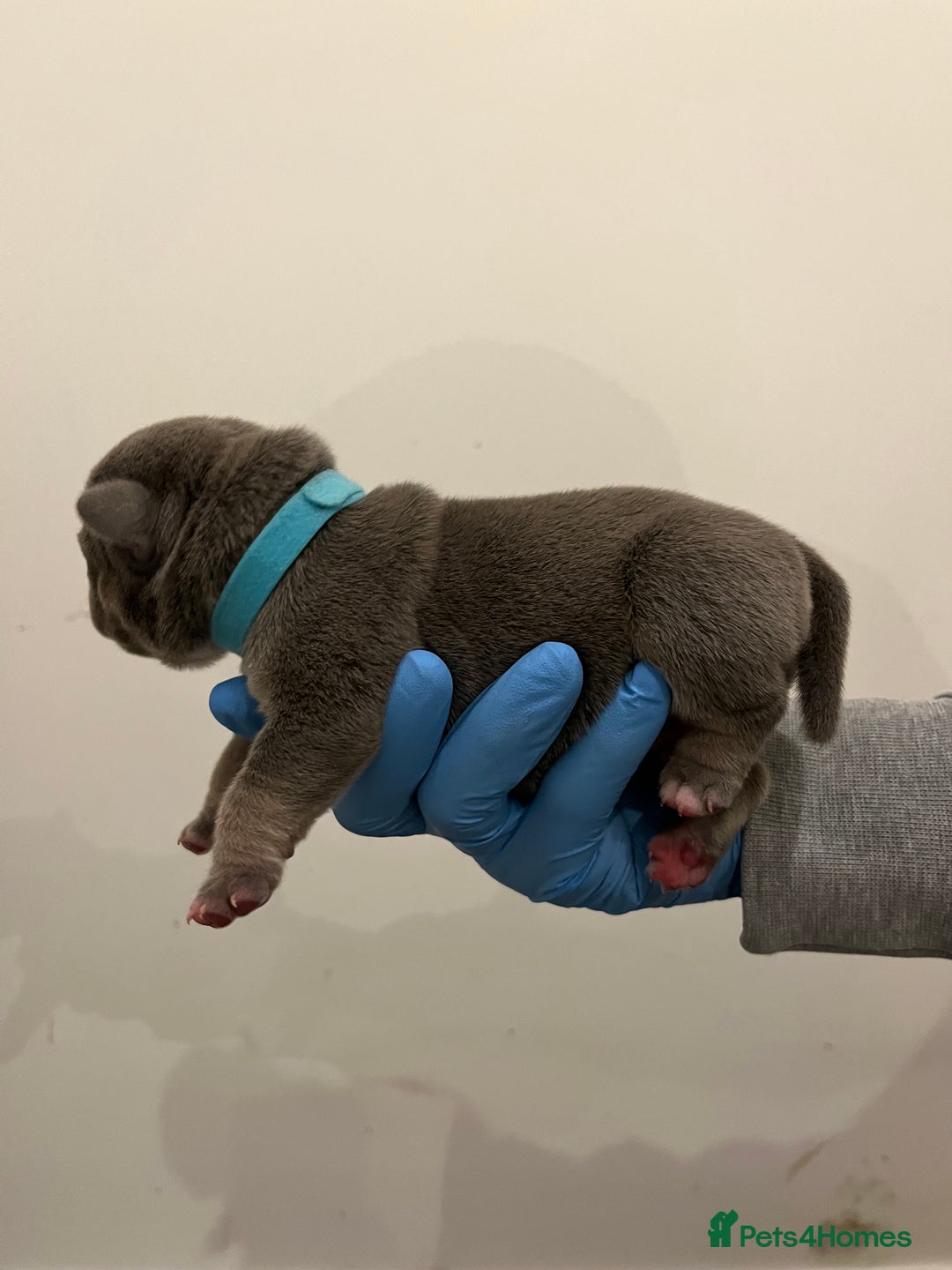 American Bully dogs for sale: American pocket bully puppies  - Advert 10