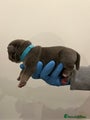 American Bully Puppy 4