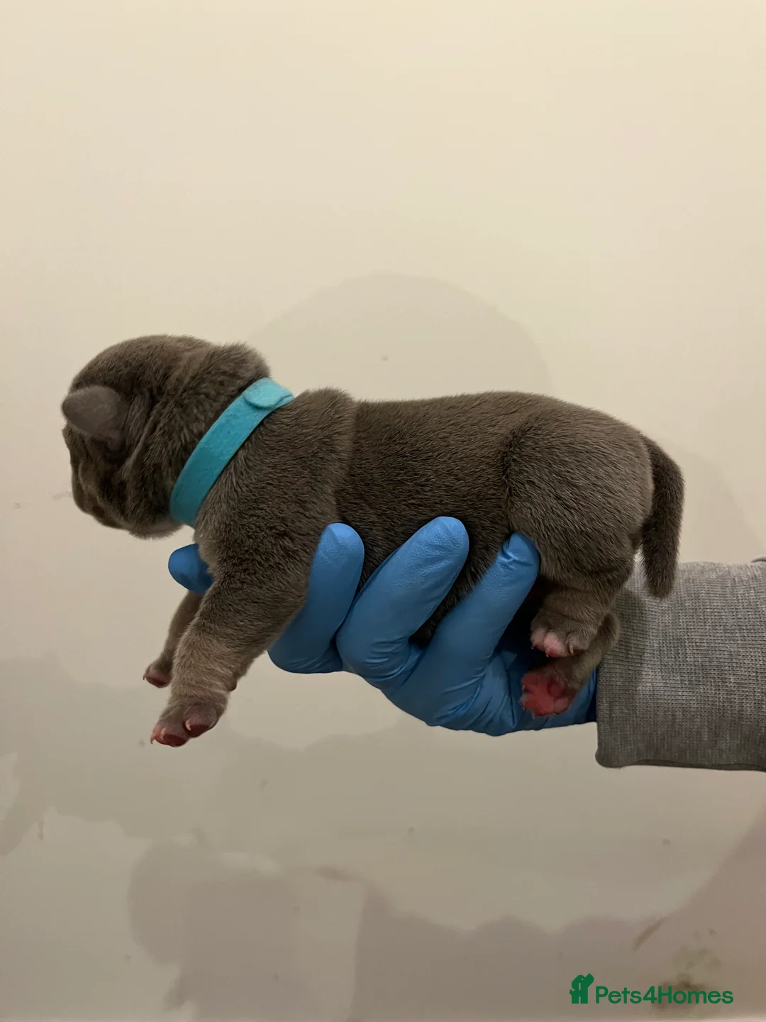 American Bully dogs for sale: American pocket bully puppies  - Advert 10