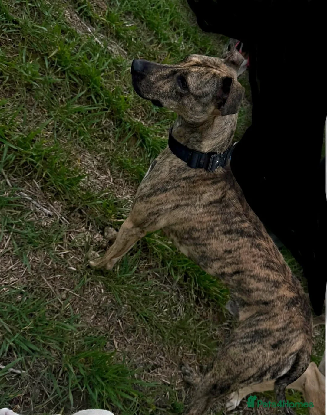 Lurcher dogs for sale: Lurcher pup  - Advert 2