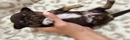 Chihuahua dogs for sale: ✨Adorable short haired females chihuahua✨ in Stanmore - Advert 8
