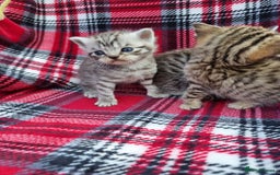 British Shorthair cats for sale: SILVER & GOLDEN SPOTTED BRITISH SHORTHAIR KITTENS  - Image 8
