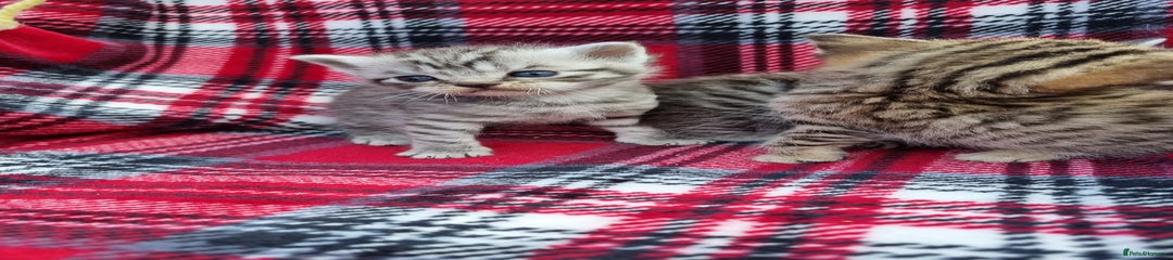 Silver Spotted Female