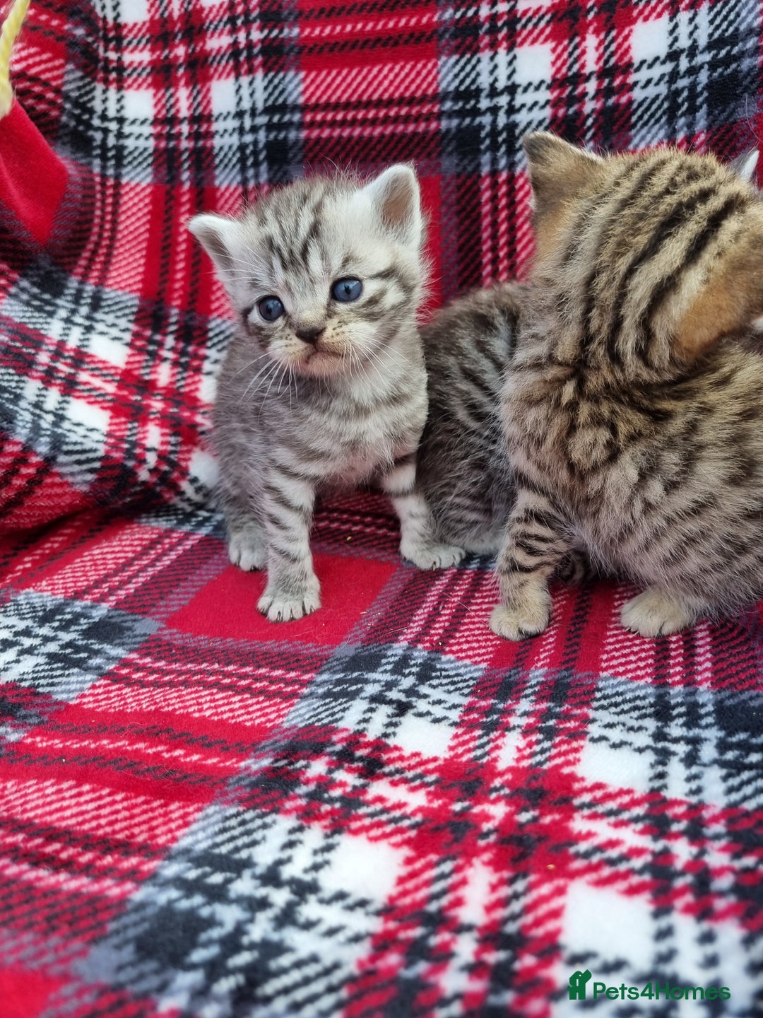 British Shorthair cats for sale: SILVER & GOLDEN SPOTTED BRITISH SHORTHAIR KITTENS  - Image 8
