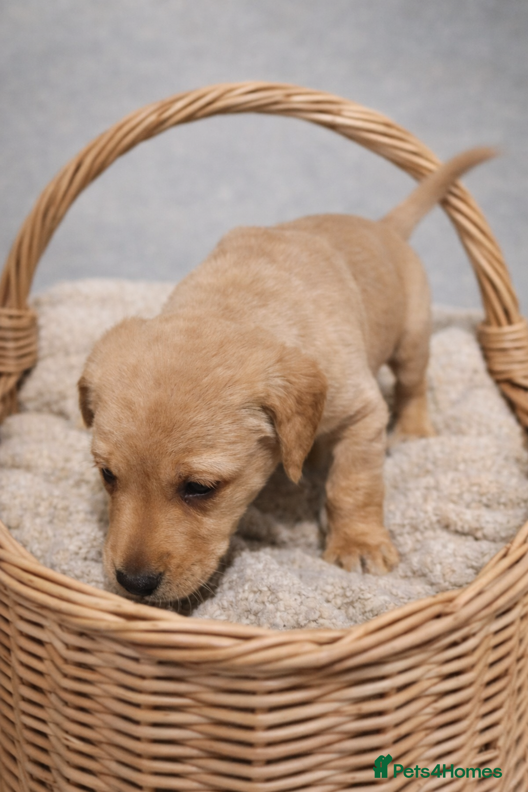 Labrador Retriever dogs for sale: YELLOW/BLACK Exceptional Labrador retriever boys - Advert 2