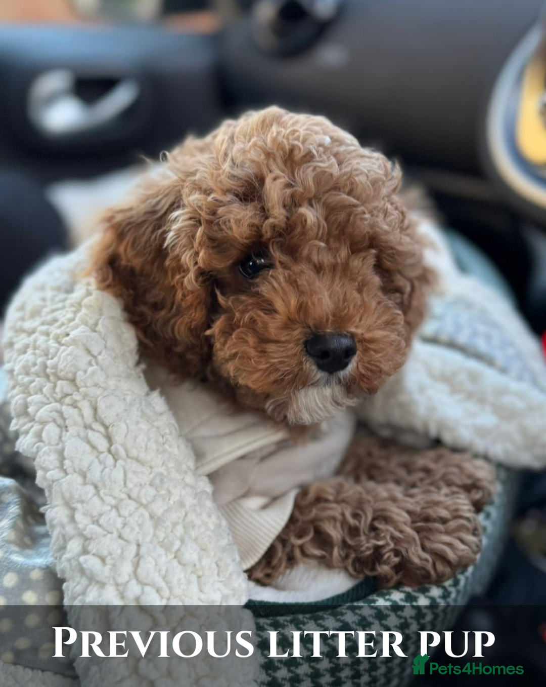 Cavapoo dogs for sale: 5 Beautiful Deep Red Cavapoo Pups - Advert 1