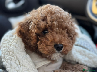 Cavapoo dogs 5 Beautiful Deep Red Cavapoo Pups - Advert 1