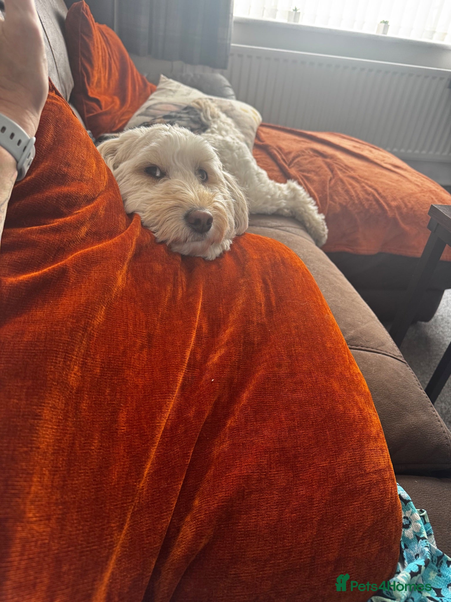 Labradoodle dogs Seeking new forever home  - Advert 4